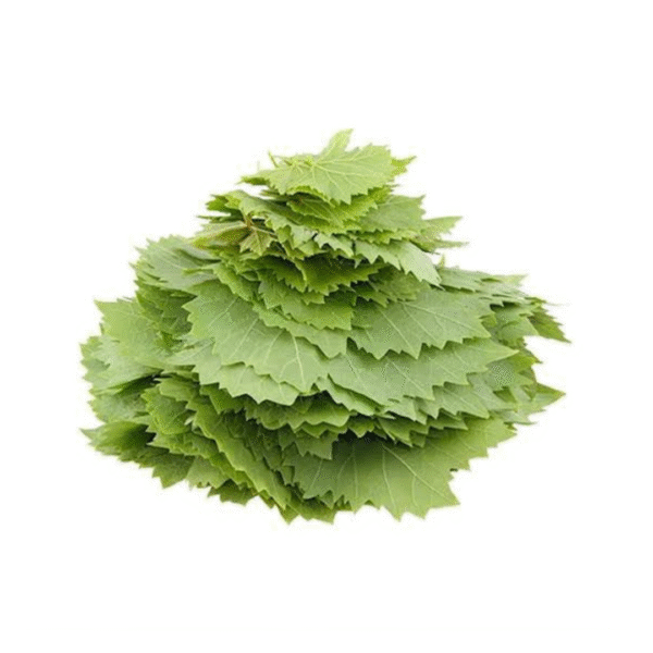 YAPRAK TAZE